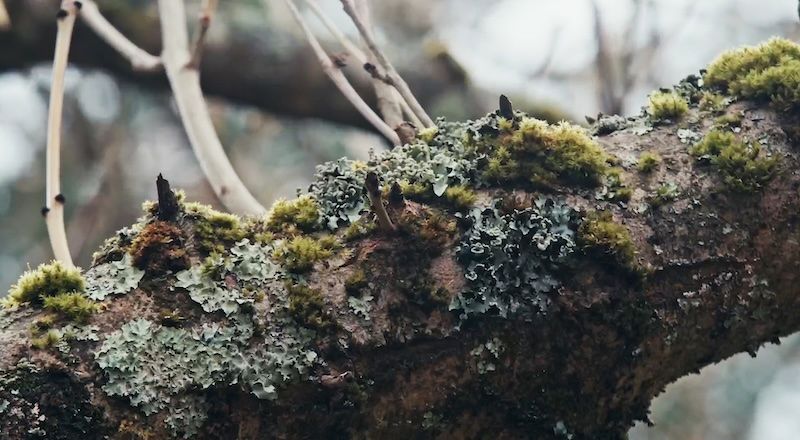 Cadence Films Nature/Connection Showreel